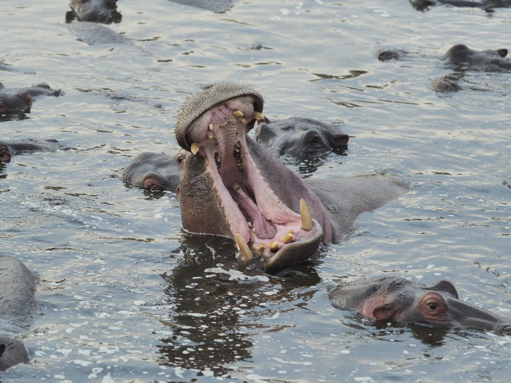 A group of hippos in water with one yawning loudly, showcasing teeth.