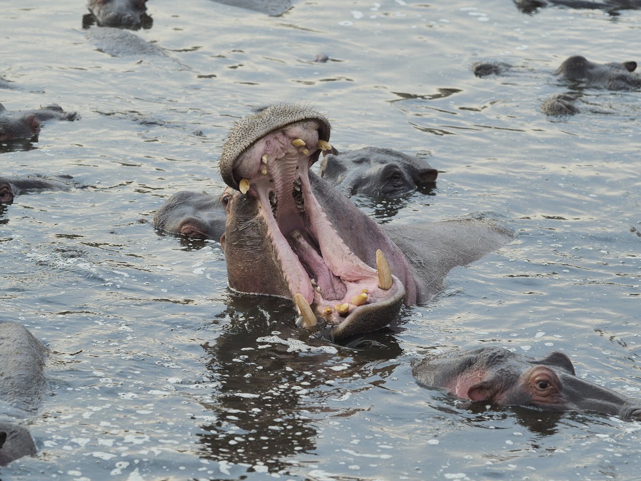 A group of hippos in water with one yawning loudly, showcasing teeth.