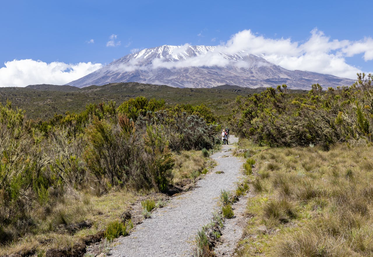 A picturesque trail leads to a snowy mountain kilimanjaro peak under a clear blue sky.