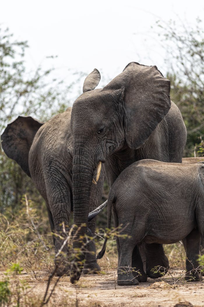 A herd of African elephants, including a calf, in the wilds of Tarangire