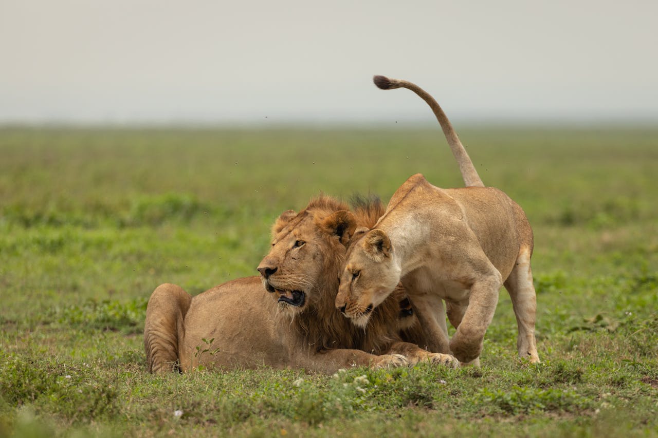 A male and female lion rest together on the open plains of Mara, Tanzania.