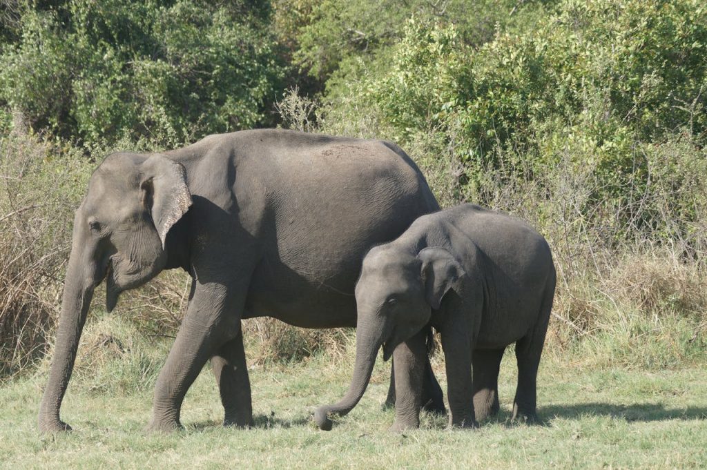Majestic Asian elephants spotted grazing in a lush forest setting.