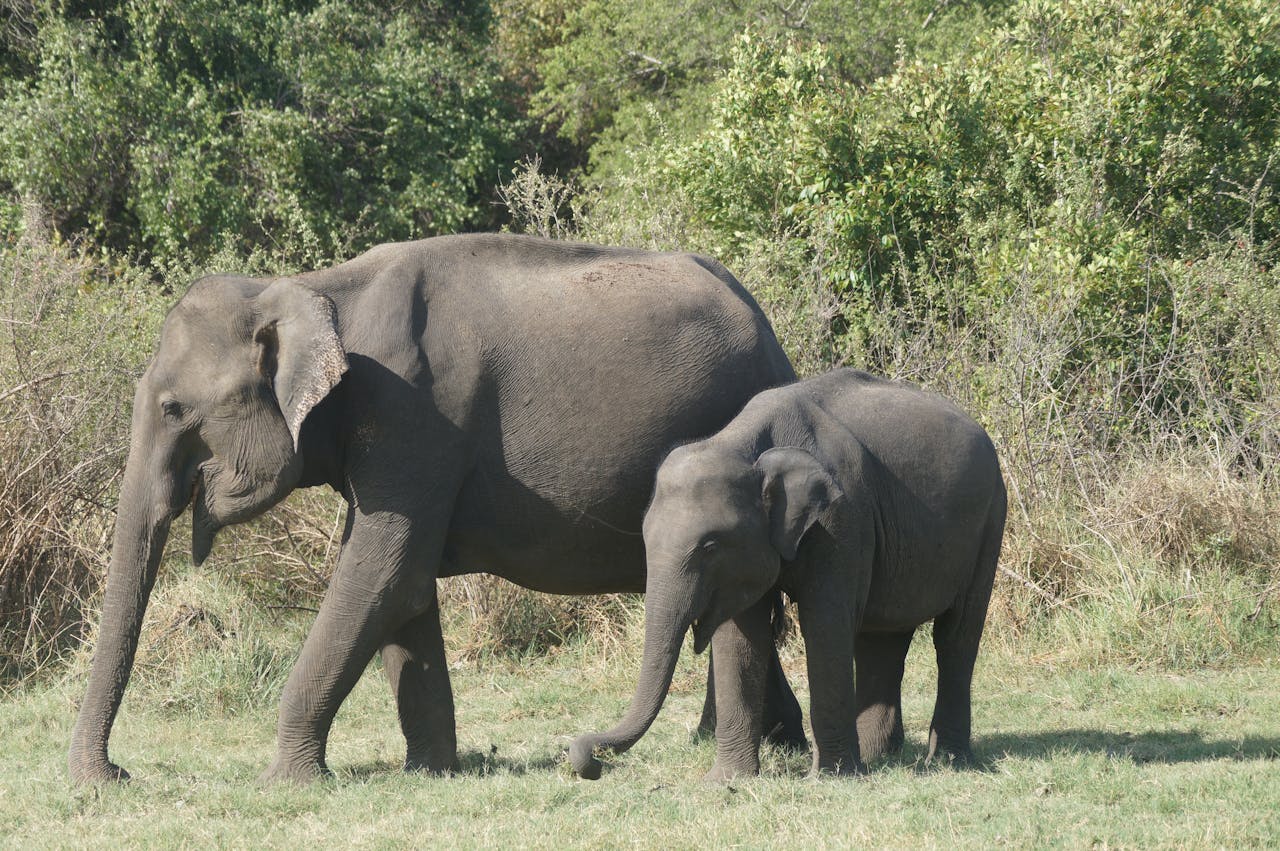 Majestic Asian elephants spotted grazing in a lush forest setting.