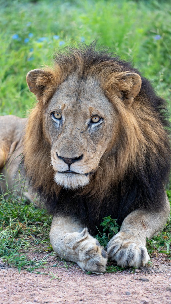 lion in the Serengeti