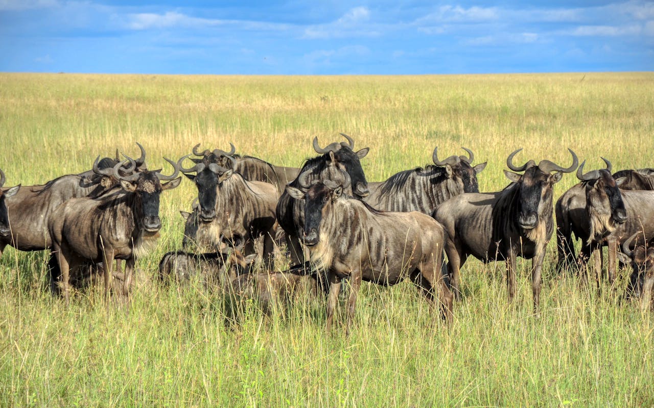 Wildebeests in serengeti