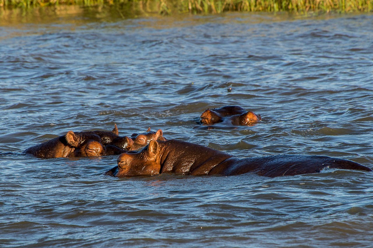 Hippopotamuses relaxing and swimming in a tranquil river setting.
