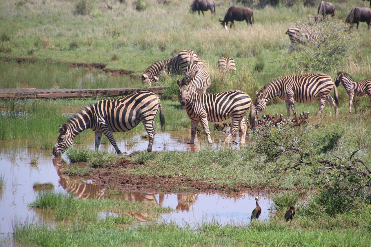Herd of zebras and antelope drinking by a waterhole